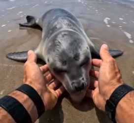 T1906002 I was working the beach when a wave washed a limp little seal pup right up to my feet (Part 2)
