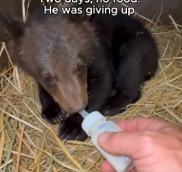 T1906001 I watched a mother black bear shove the smallest cub of her litter away from her, again and again (Part 2)