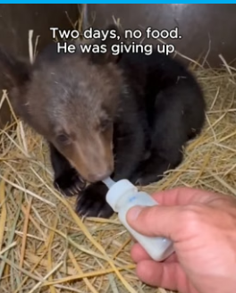 T1906001 I watched a mother black bear shove the smallest cub of her litter away from her, again and again (Part 2)