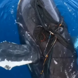 T1906005 I was paddling out when I found a humpback whale tangled in a net, drowning (Part 2)