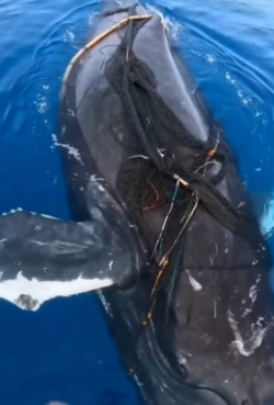 T1906005 I was paddling out when I found a humpback whale tangled in a net, drowning (Part 2)