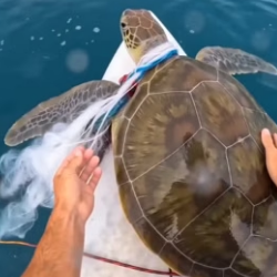 I was paddling out when I saw a sea turtle that couldn’t dive. (Part 2)