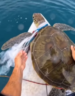 I was paddling out when I saw a sea turtle that couldn’t dive. (Part 2)