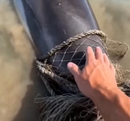 I saved the trapped dolphin (Part 2)