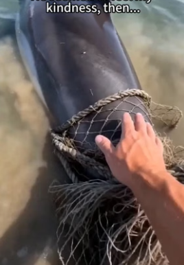 I saved the trapped dolphin (Part 2)