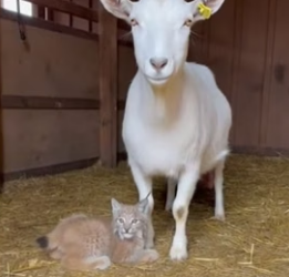 POV_ you check on your goat and find this (Part 2)