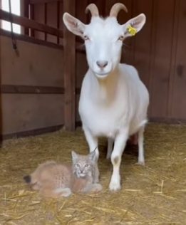 POV_ you check on your goat and find this (Part 2)