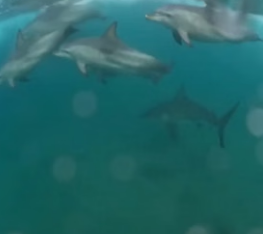 T1906004 I paddled out alone past the break yesterday morning. Then I saw the fin (Part 2)