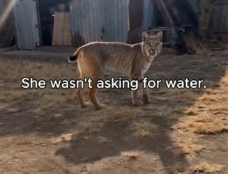 T1906003 This wild bobcat refused to drink until we followed her… then we found her baby trapped under hot me (Part 2)