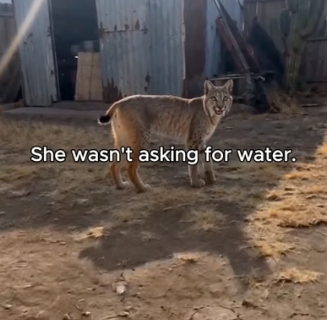 T1906003 This wild bobcat refused to drink until we followed her… then we found her baby trapped under hot me (Part 2)