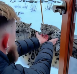 C1606007 A snow leopard came to me with its injured child on its back for help, and then (Part 2)