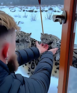 C1606007 A snow leopard came to me with its injured child on its back for help, and then (Part 2)