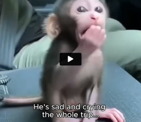 J0906003 I saw a mother monkey hurting her baby abd I couldn’t stand by (Part 2)