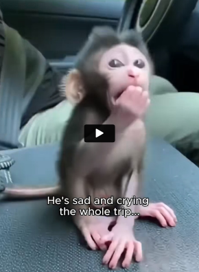 J0906003 I saw a mother monkey hurting her baby abd I couldn’t stand by (Part 2)