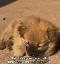 š¶ā”ļøāļøHe was alone in the rain⦠but he didn’t stay alone for long. One person stopped, and suddenly this little puppy had hope again. ā¤ļø #DogRescue #PuppyRescue #AnimalRescue #RescueStory #SaveAnimals #EveryLifeMatters Part2