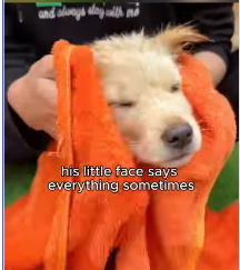 🐶💔➡️🛏️❤️He was too weak to even react when I picked him up. I carefully carried this exhausted puppy somewhere safe, and for the first time, he could finally rest without fear. (Part 2)